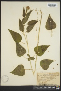 Brickellia cordifolia image