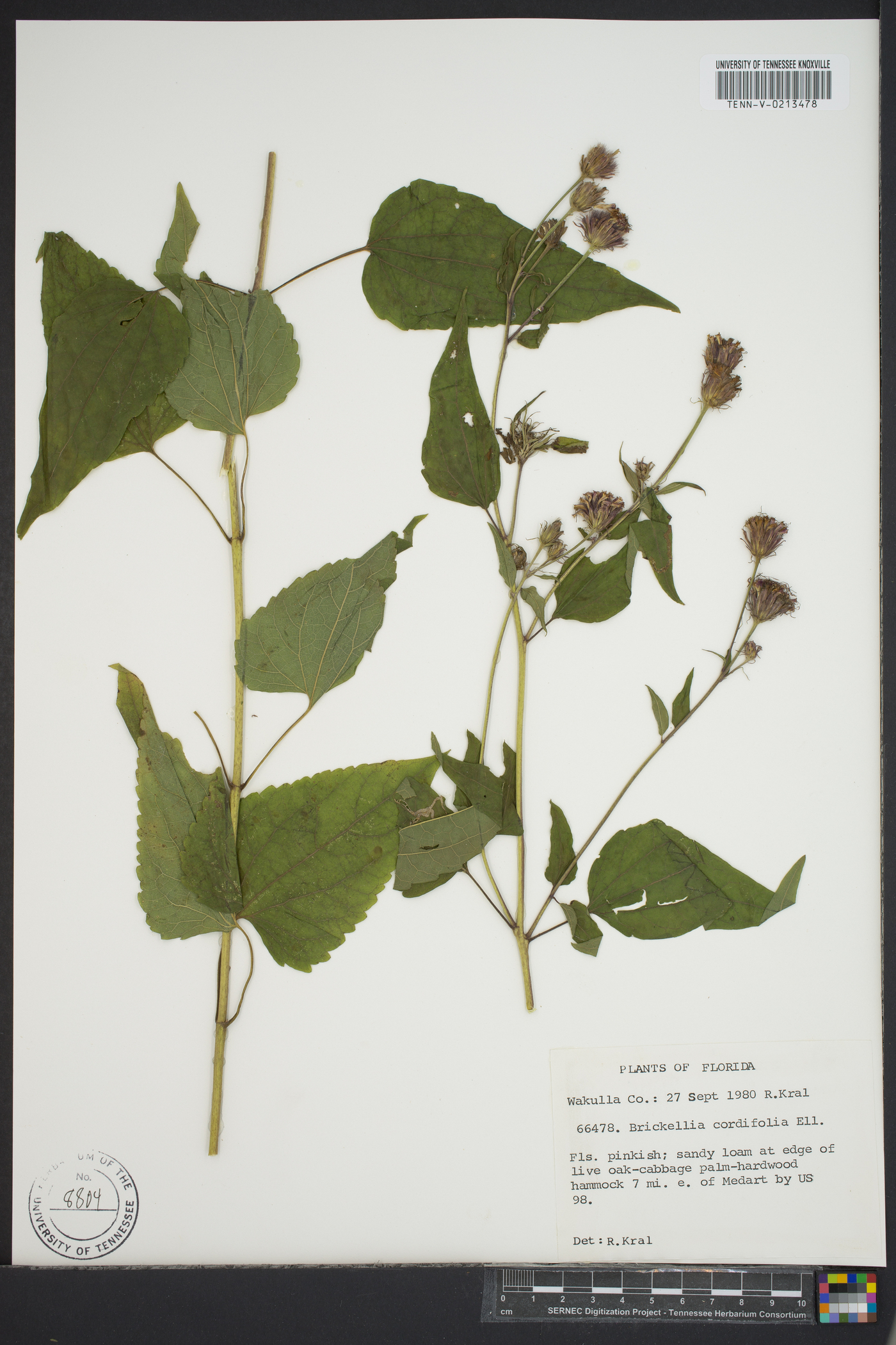 Brickellia cordifolia image