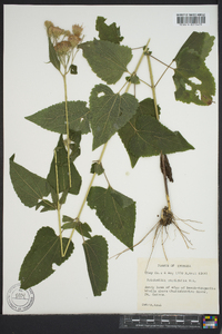 Brickellia cordifolia image