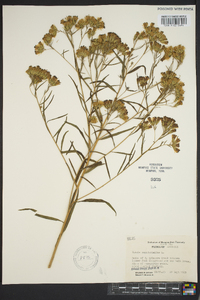 Brickellia eupatorioides image