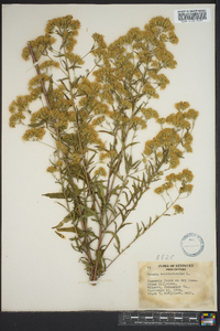 Brickellia eupatorioides image