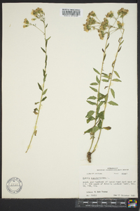 Brickellia eupatorioides image