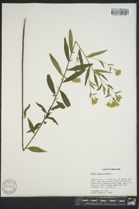 Brickellia eupatorioides image