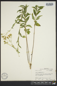 Brickellia eupatorioides image