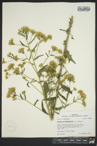 Brickellia eupatorioides image