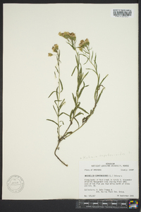 Brickellia eupatorioides image