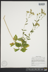 Brickellia eupatorioides image