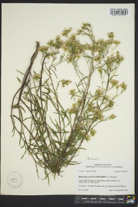 Brickellia eupatorioides image