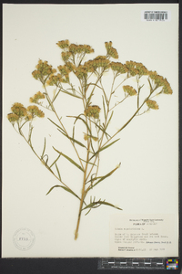 Brickellia eupatorioides image