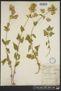 Brickellia grandiflora image