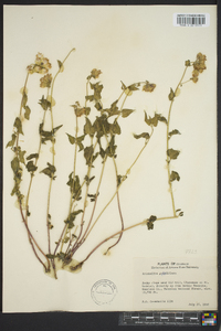 Brickellia grandiflora image