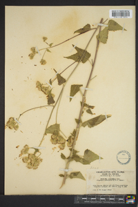 Brickellia grandiflora image