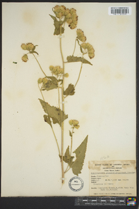 Brickellia grandiflora image