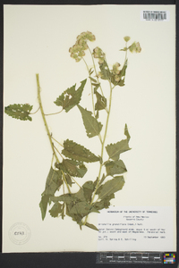 Brickellia grandiflora image