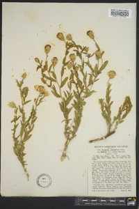 Brickellia oblongifolia image