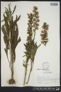 Liatris aspera image