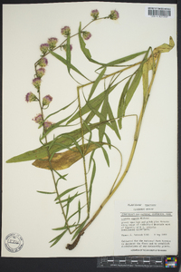 Liatris aspera image