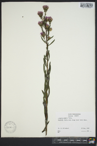 Liatris aspera image