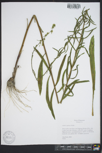 Liatris aspera image