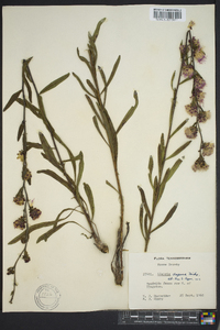 Liatris aspera image