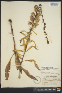 Liatris aspera image