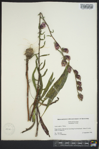 Liatris aspera image