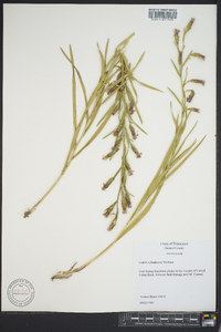 Liatris cylindracea image