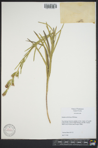 Liatris cylindracea image