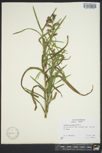 Liatris cylindracea image