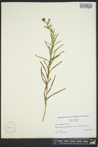 Liatris cylindracea image