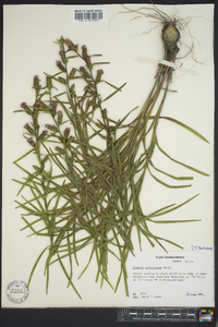 Liatris cylindracea image