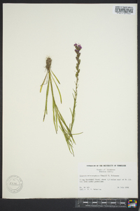 Liatris microcephala image