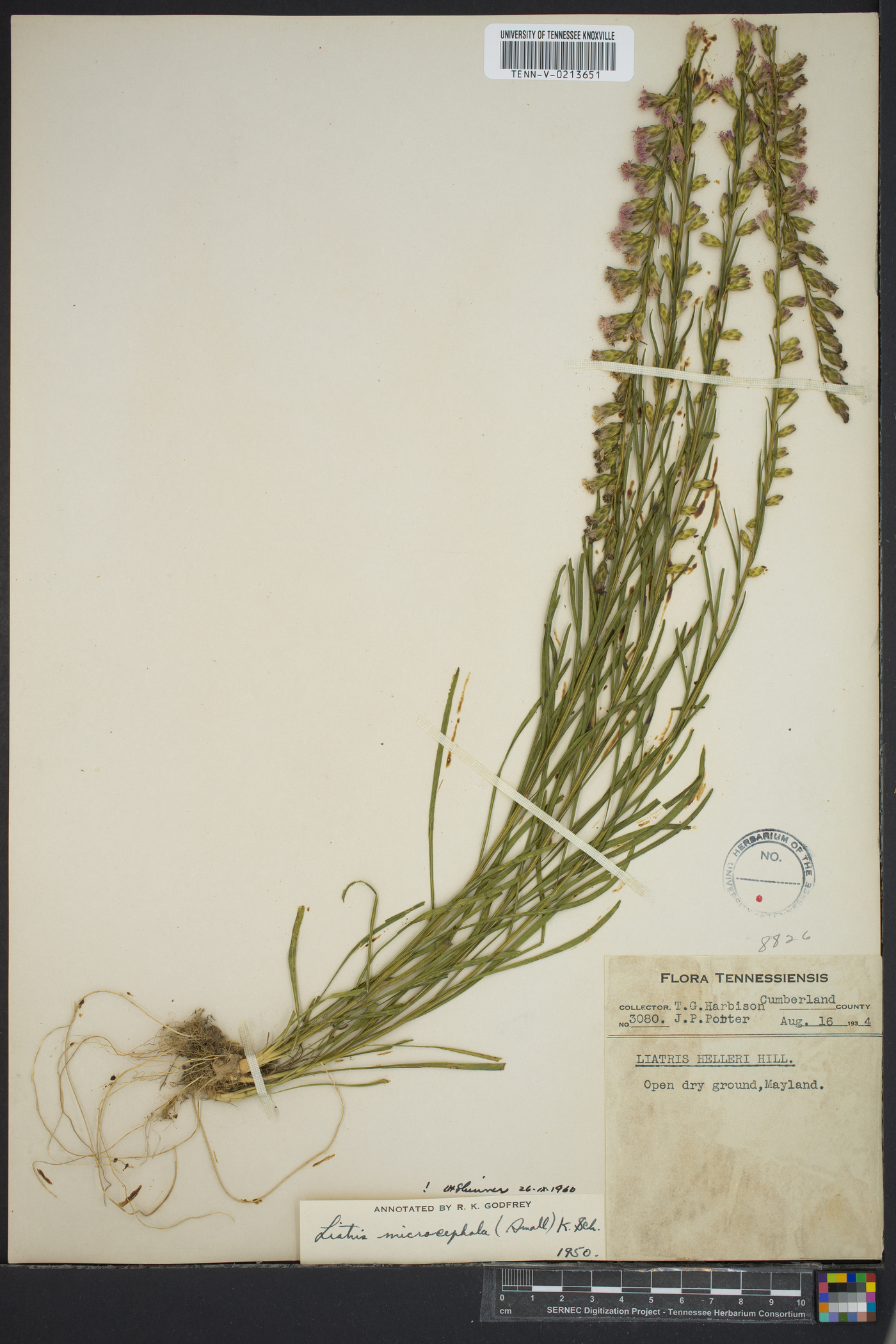 Liatris microcephala image