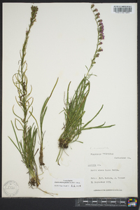 Liatris microcephala image