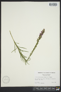 Liatris microcephala image