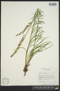 Liatris microcephala image