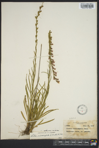 Liatris microcephala image