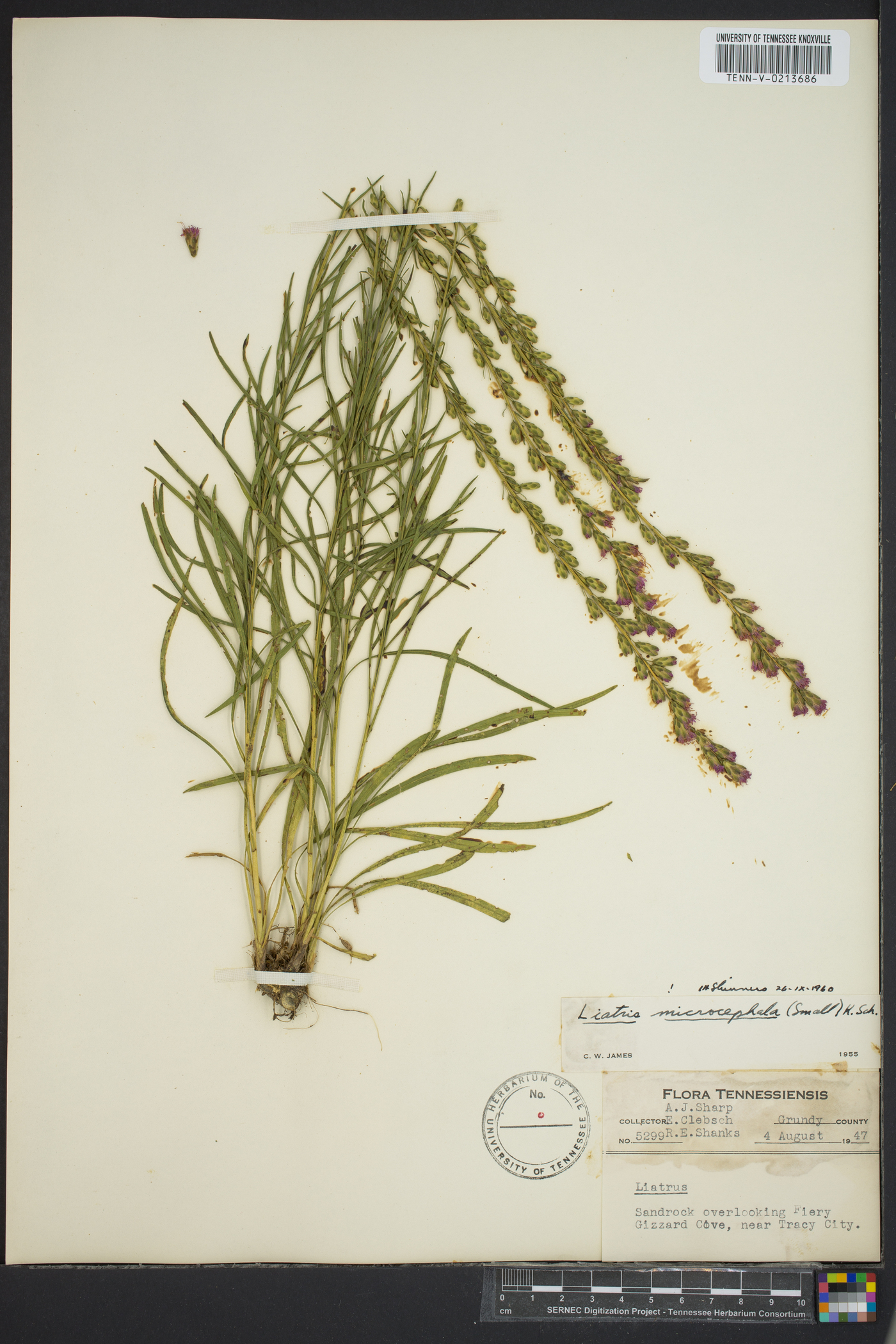 Liatris microcephala image