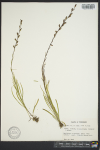 Liatris microcephala image