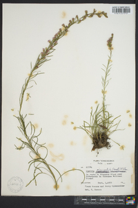 Liatris microcephala image