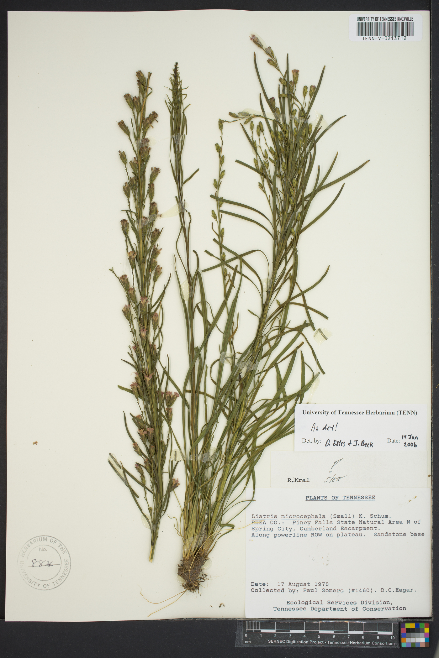 Liatris microcephala image