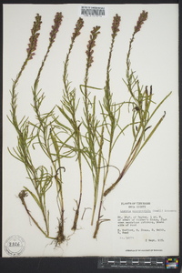 Liatris microcephala image