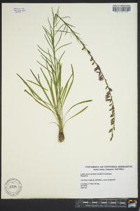 Liatris microcephala image