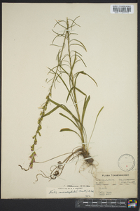 Liatris microcephala image