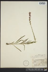 Liatris microcephala image