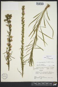 Liatris pilosa image