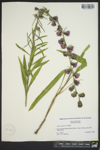 Liatris scariosa image