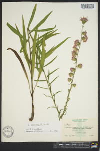 Liatris scariosa image