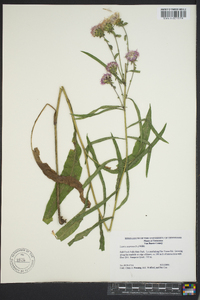 Liatris scariosa image