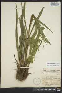 Liatris spicata image